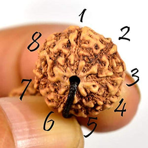 Rudraksha Certified Bracelet